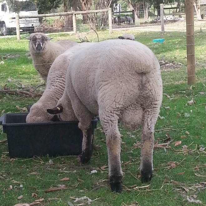 Hampshire Down Stud Ram Lamb. Livestock Sheep Rams For Sale